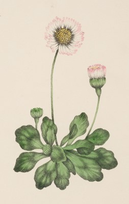 Lot 359 - Smith (George, printer). Botanical Specimens, Copied From Nature, 1828