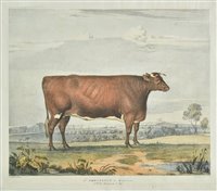 Lot 142 - Walter, H. lithographer