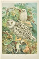 Lot 90 - Naumann, Johann Andreas