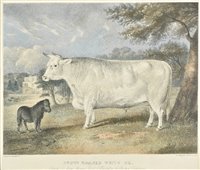 Lot 126 - Fairland, Thomas