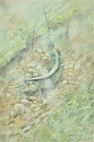 Lot 264 - Armstrong, Robin, 1947